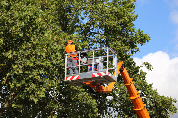 Trusted Wilkinson Heights, SC  Tree Services Experts